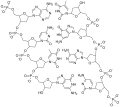 Double stranded DNA.png