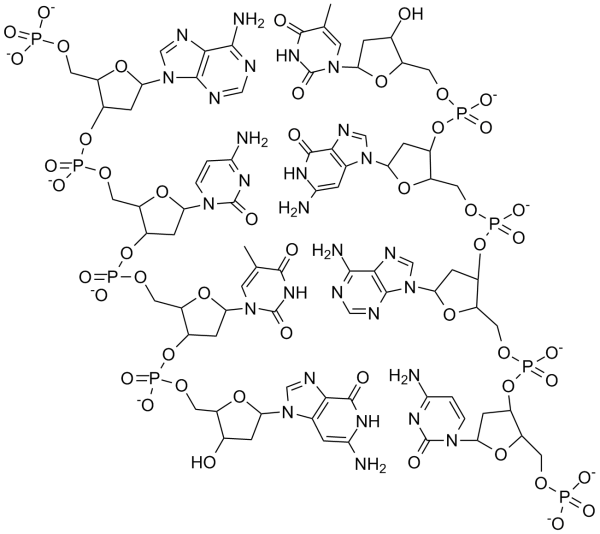 Double stranded DNA.png