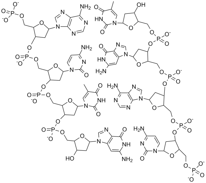 File:Double stranded DNA.png